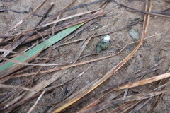 Perdix perdix