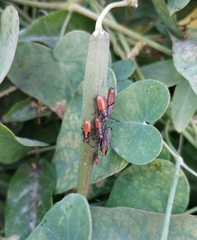 Caenocoris nerii