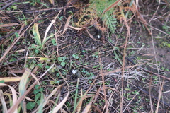 Perdix perdix