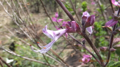 Syncolostemon transvaalensis