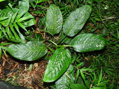 Dieffenbachia