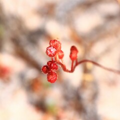Drosera closterostigma