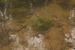 Callitriche palustris