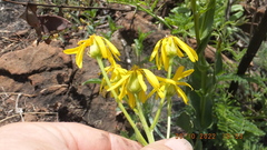 Senecio coronatus