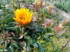 Berkheya armata