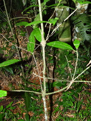 Cordia alliodora