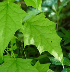 Chenopodiastrum simplex