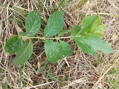 Combretum erythrophyllum