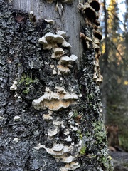 Antrodia heteromorpha