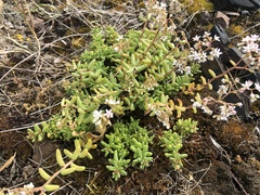 Sedum