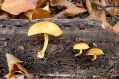 Pleuroflammula tuberculosa