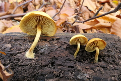 Pleuroflammula tuberculosa