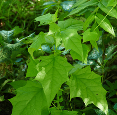 Chenopodiastrum simplex