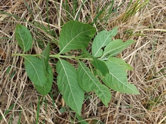Combretum erythrophyllum