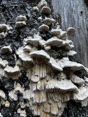 Antrodia heteromorpha