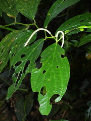 Piper pitalitoense