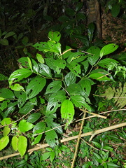 Piper pitalitoense
