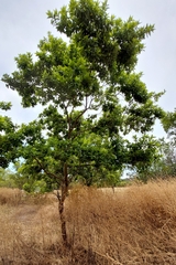 Combretum erythrophyllum
