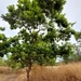 Combretum erythrophyllum - Photo 由 Rouxne Botha 所上傳的 (c) Rouxne Botha，保留部份權利CC BY-NC