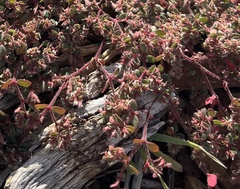 Euphorbia setiloba