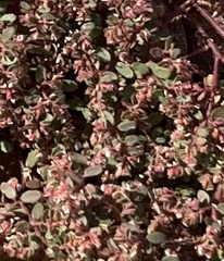 Euphorbia setiloba