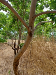 Combretum erythrophyllum