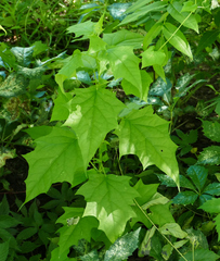 Chenopodiastrum simplex