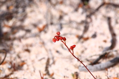 Drosera closterostigma