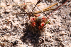 Drosera closterostigma