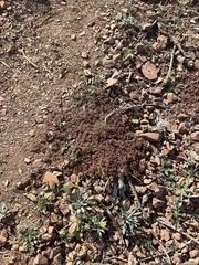 Euphorbia setiloba