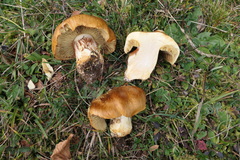 Calonarius elegantior