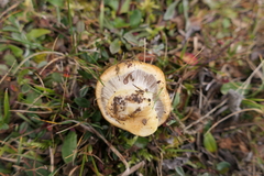 Calonarius elegantior