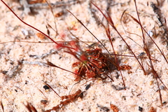 Drosera closterostigma