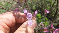 Syncolostemon transvaalensis