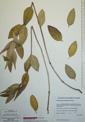 Asclepias ovalifolia