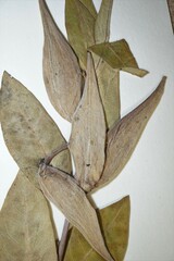 Asclepias ovalifolia