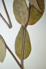 Asclepias ovalifolia