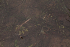 Androsace filiformis