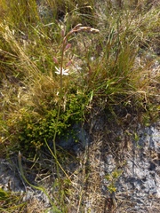 Trachyandra divaricata