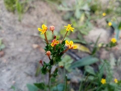 Zaluzianskya divaricata