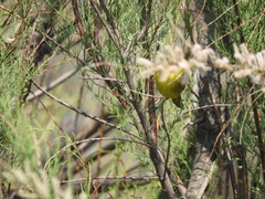 Pseudocolopteryx acutipennis