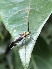 Thyrsophorinae