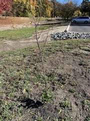 Brassica oleracea