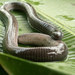 Varagua Caecilian - Photo (c) Teague O'Mara, some rights reserved (CC BY-NC-ND)