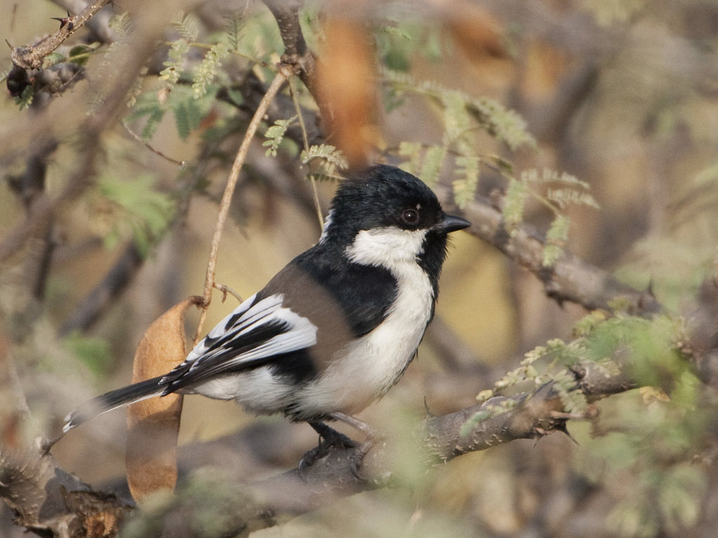White-naped Tit photo