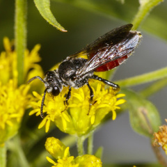 Sphecodes johnsonii