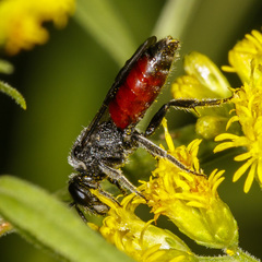 Sphecodes johnsonii