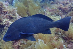 Cheilotrema saturnum