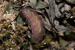 Callophrys xami xami