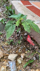 Cecropia peltata